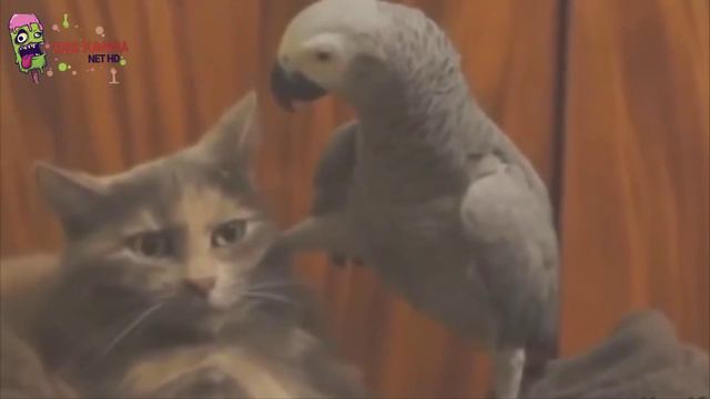 Подборка приколов про животных 2016 года смотреть онлайн