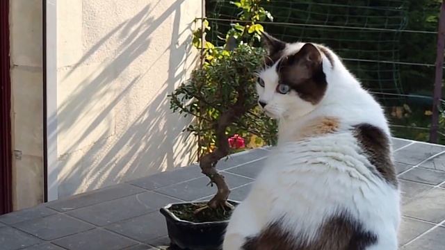 Как приучить котенка к когтеточке? | Что делать если кот дерет диван? смотреть онлайн