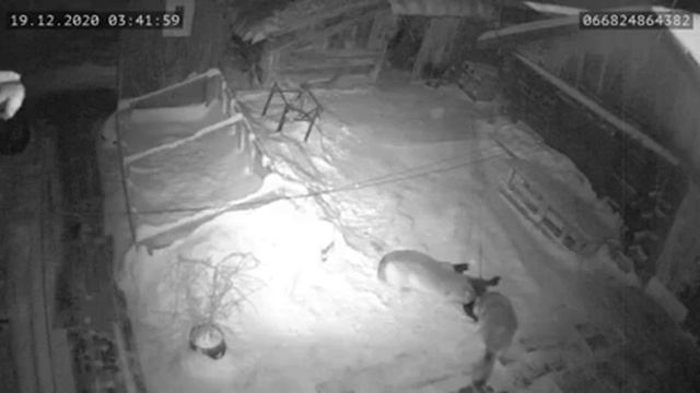 Два волка разорвали собаку во дворе, съемка с видеокамеры. смотреть онлайн
