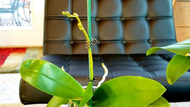 Winter water culture tips for Phalenopsis orchids. смотреть онлайн