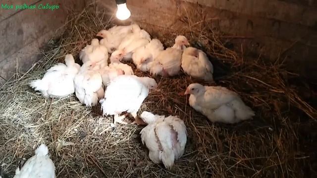 Была в городе.У бройлерят и у гусят новые кормушки. Гусятки соскучились и все всё мне рассказывают! смотреть онлайн