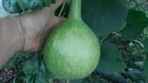 Лагенарии на дачном участке.