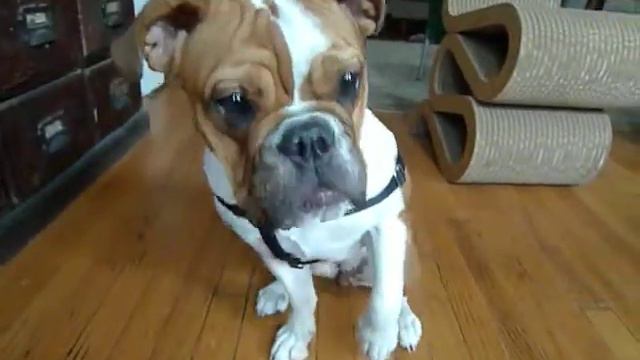 Petunia the bulldog смотреть онлайн