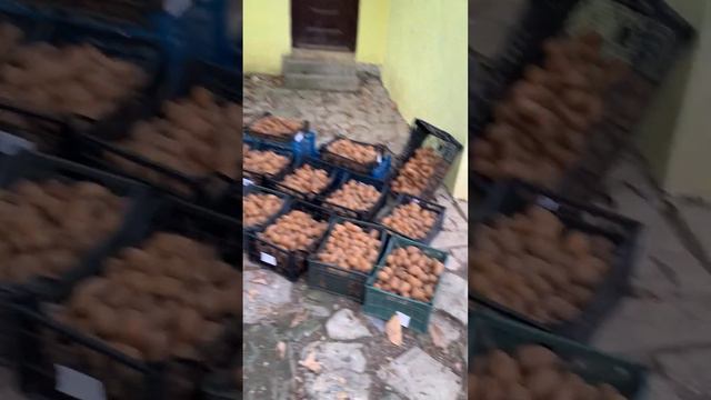 Сколько кг киви?🥝🥝🥝 #всочиумаши смотреть онлайн