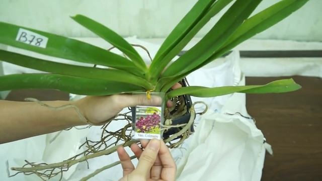 Эх,СОРВАЛАСЬ:накупила УЦЕНОК!Орхидеи.Посылка от ORCHIDS-ECLAT,ссылка на группу - в описании. смотреть онлайн