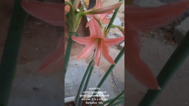 Scientific name:Hippeastrum striatum,Family :Amaryllidaceae смотреть онлайн