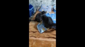 Почему кошки любят прятаться под простыней? #funny_cats