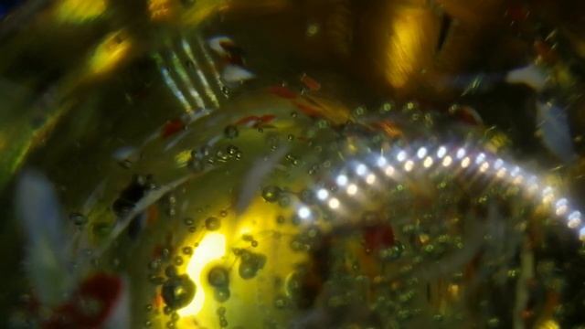 С. ЕСЕНИН. ЛЮБОВЬ ХУЛИГАНА. СТИХИ О ЛЮБВИ. ЧИТАЕТ ОЛЬГА ШУБИНА 03.02.2021 18 + смотреть онлайн