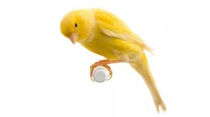 Звуки животных, насекомых и птиц и не только часть 2. Детский канал Melissa and family