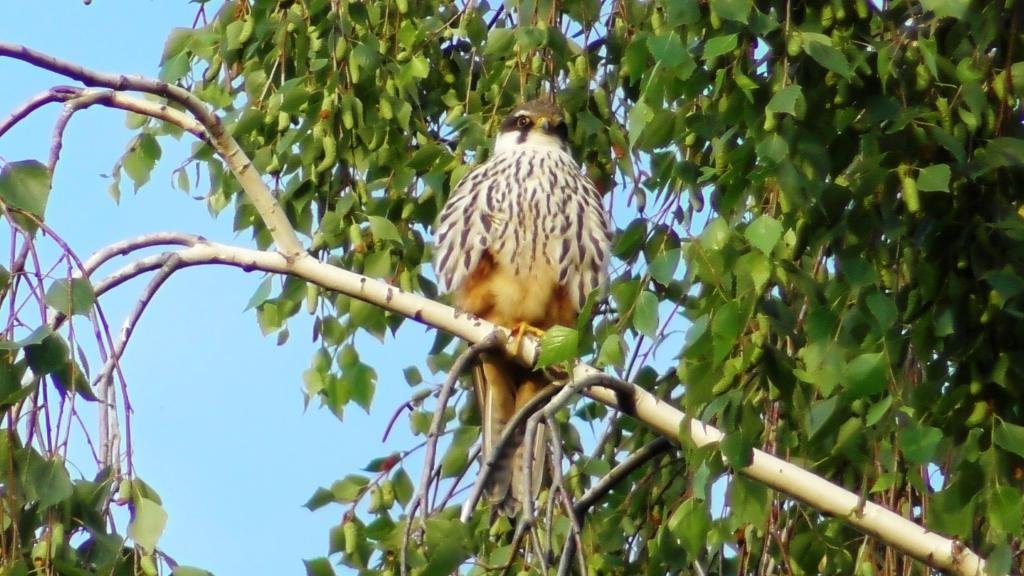 Чеглок ( Falco Subbuteo )