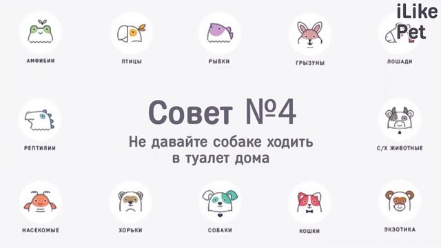 Как приучить собаку ходить в туалет на улице: 6 советов смотреть онлайн