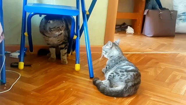 Вязка шотландский вислоухий смотреть онлайн