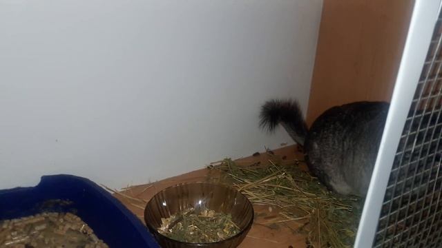 Что делать, если Шиншиллят нужно посадить к другой кормящей Самочке! Как правильно это делать! смотреть онлайн