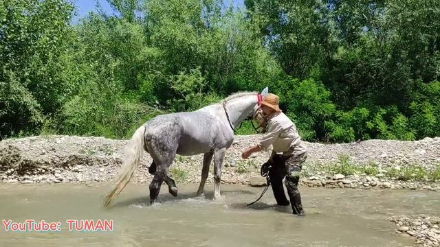укрепления копыт у Орловского Рысока . Лошади, Туман. жеребец. смотреть онлайн