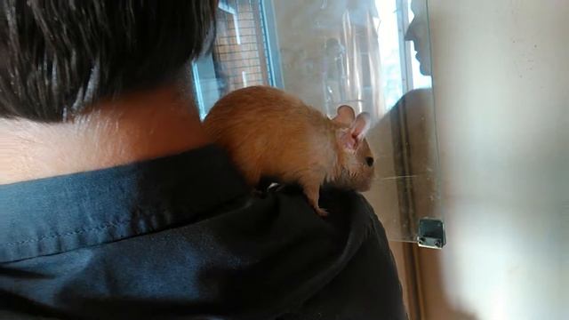 Игривые малыши дегу смотреть онлайн