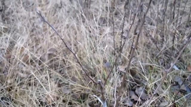 Как прижилась прививка проверка 3 часть. По Железову прививка груши. смотреть онлайн