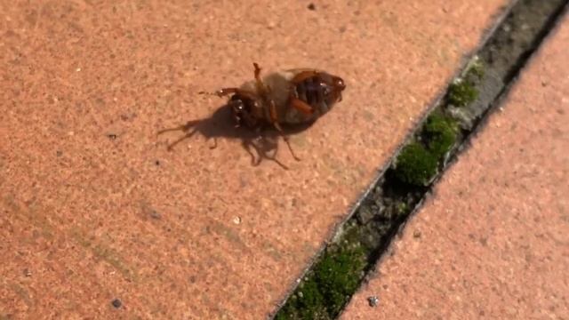 Танец майского жука смотреть онлайн