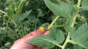 Томат Махитос. Кучерявится верхушка (продолжение). Потеря первой кисти.