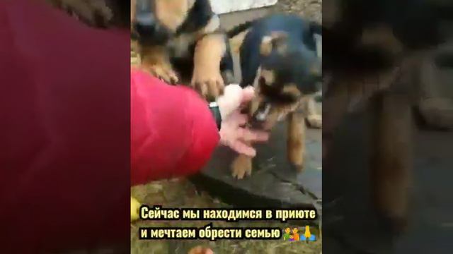 в поисках дома смотреть онлайн