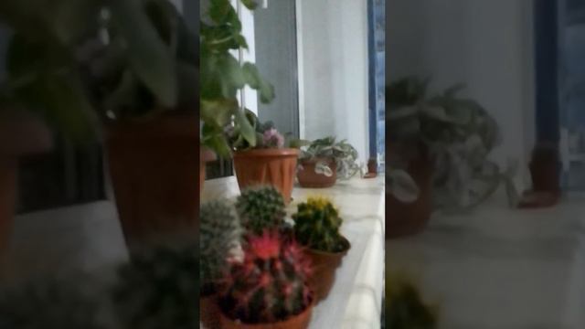 Обзор про кактусов Саша. смотреть онлайн