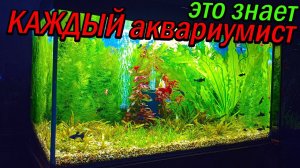 Это должен делать КАЖДЫЙ аквариумист каждую неделю!