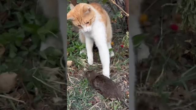 Кот выживальщик #выживание смотреть онлайн