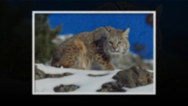 Хищная красота. Львы, Тигры, Леопарды смотреть онлайн