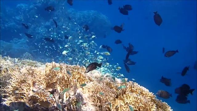 Snorkeling sur le house reef de l'Utopia - Marsa Alam - Egypte 2017 смотреть онлайн