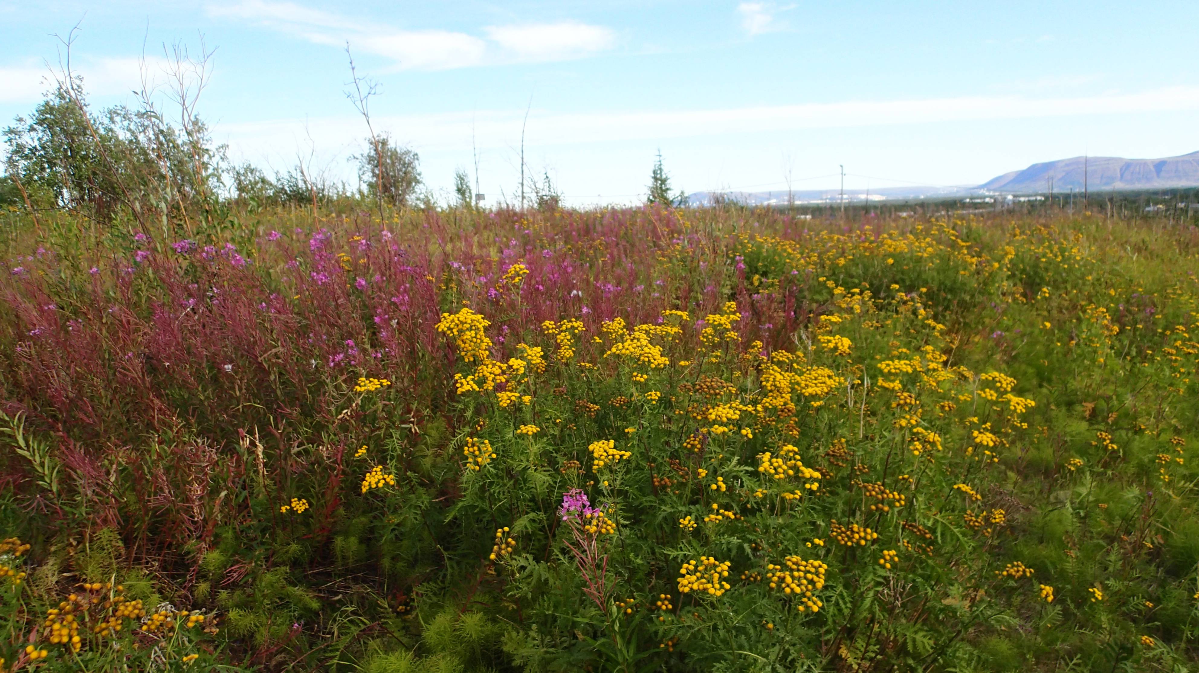 2024.08.12. Норильск. Давно заброшенная турбаза. "На семи ветрах". смотреть онлайн