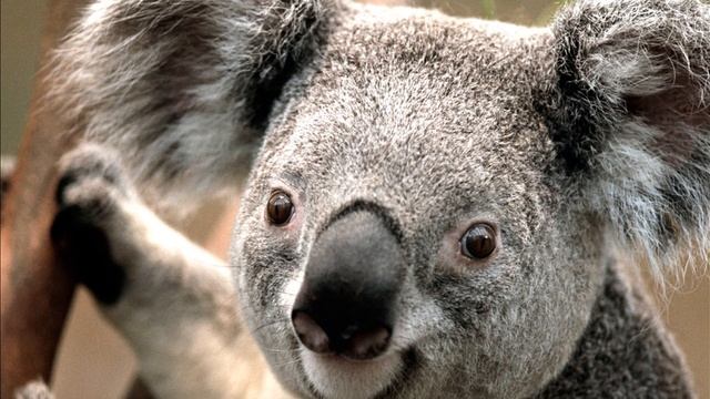 4К - Демо шаблона Природа - Movavi / Мовави ? Слайдшоу на заказ смотреть онлайн