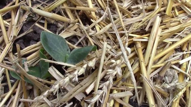 ДЕКОРАТИВНЫЕ ТЫКВОЧКИ, ПОСАДКА СЕМЯН ПРИСПОСОБЛЕНИЕ ДЛЯ РОСТА. смотреть онлайн