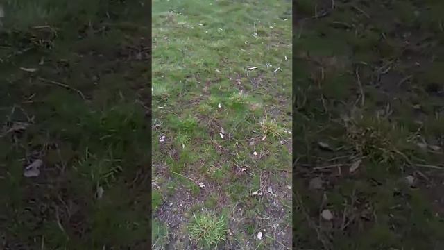 Гуляем смотреть онлайн