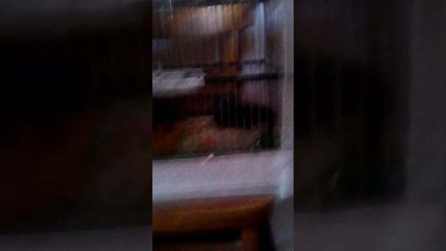 Хочу купить крысу породы хаски смотреть онлайн
