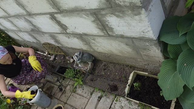 Засадила Цветами неудобное Местечко Хризантелла Новинка Цветы в Ящиках @natalifrol