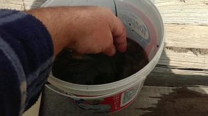 наловил ротана, что с ним делать то?