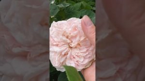 Обзор розы Клер Роуз/Claire Rose Austin