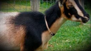 Камерунская порода карликовые козы с высокой производительностью