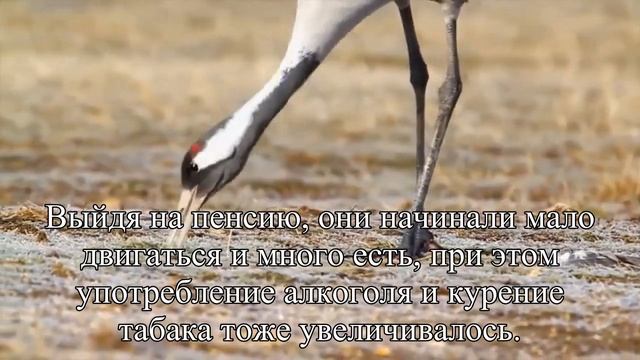 Ранний выход на пенсию является вредным для здоровья мужчин — Статья смотреть онлайн
