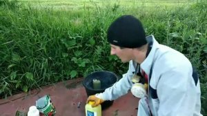 Борьба с дидимеллой на малине.