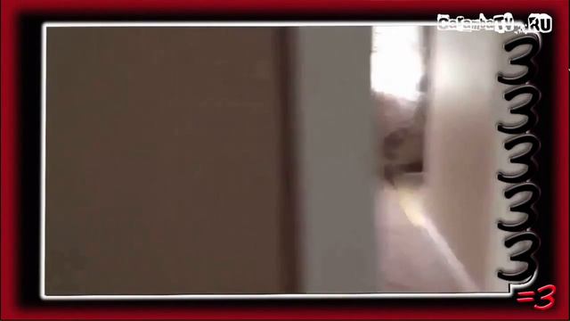 Два енота пердолятся смотреть онлайн