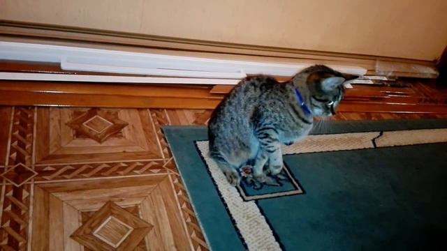 Кошка Сема катается на коврике смотреть онлайн