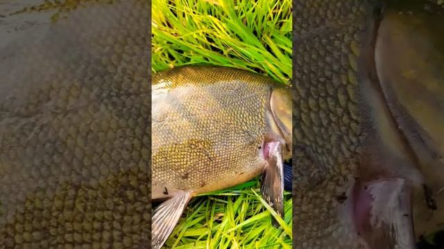 Крупный красавец Линь смотреть онлайн