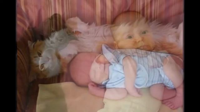 Baby and cat/младенец и кошка смотреть онлайн