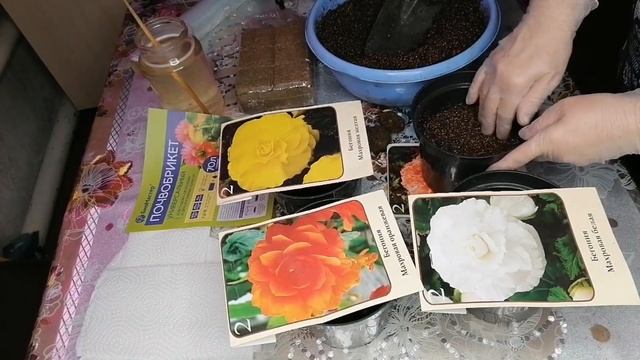 БЕГОНИЯ ИЗ СВЕТОФОРА. БУДЕМ САДИТЬ! смотреть онлайн