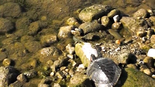 Red-Eared Slider Release смотреть онлайн