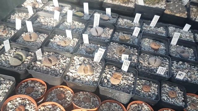 Литопсы рожают новые листья.Мои суперсуккуленты.Lithops смотреть онлайн