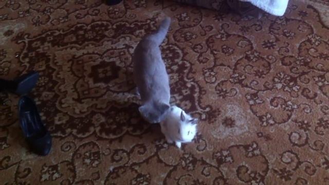 Кот и кролик(охота началась)))).MOV смотреть онлайн