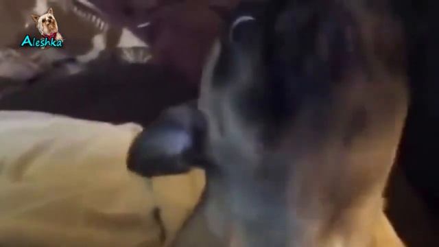 Собаки, которые орут. смотреть онлайн