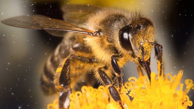 Bee Spirit Guide - Ask the Spirit Guides Oracle - Totem Animal, Power Animal - Magical Crafting смотреть онлайн