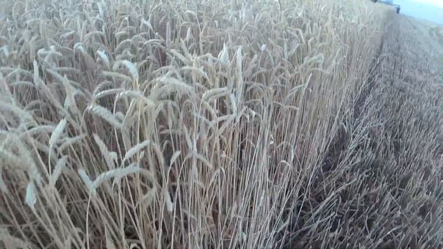 Урожай 55центнеров-отличное начало уборки смотреть онлайн